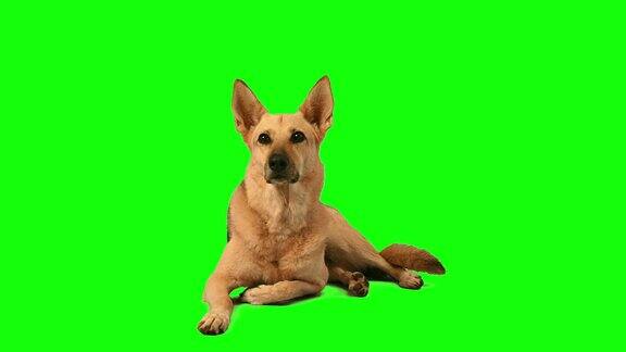 漂亮的德国牧羊犬在色度键绿色屏幕背景