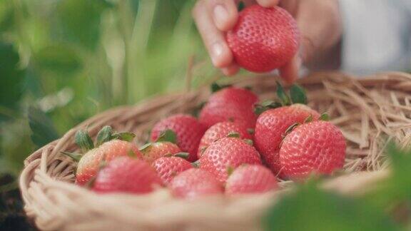 新鲜的草莓收获温室草莓