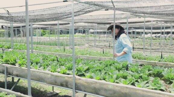 亚洲妇女农民走过有机农场检查质量控制农业或农用工业概念