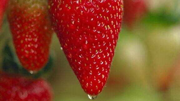 从新鲜的有机草莓上滴下来的水