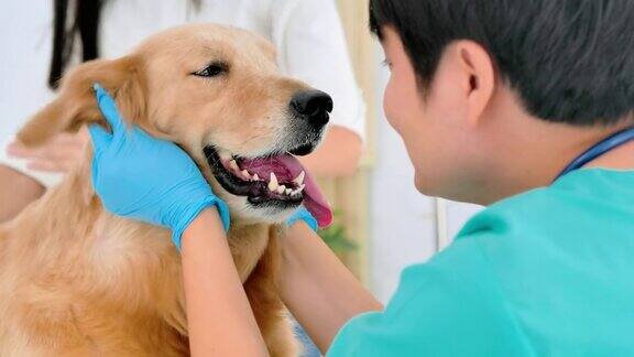 亚洲职业男子兽医检查狗和抚摸狗在兽医诊所采购产品兽医关系人保健和医学宠物爱
