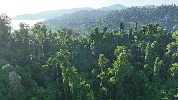 鸟瞰印尼拉贾安帕郁郁葱葱的雨林