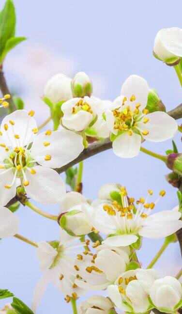野生梅花盛开在一个垂直格式时间流逝4k视频核果花在春天开花