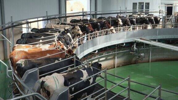在奶牛场用工业旋转设备挤牛奶的过程