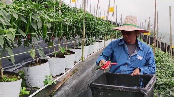 亚洲华人活跃的高级农民检查他的有机农场辣椒生长