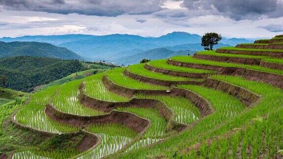 东南亚山地农业稻田的时间流逝