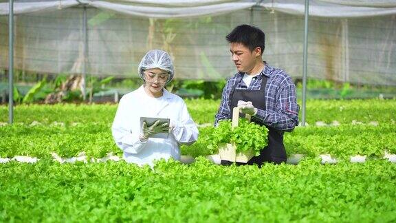 亚洲女性科学家和亚洲男性农民一起工作检查有机蔬菜实验的结果在温室实验的水培植物