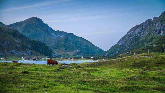放牧与牛在北欧景观-罗浮敦群岛挪威-斯堪的纳维亚