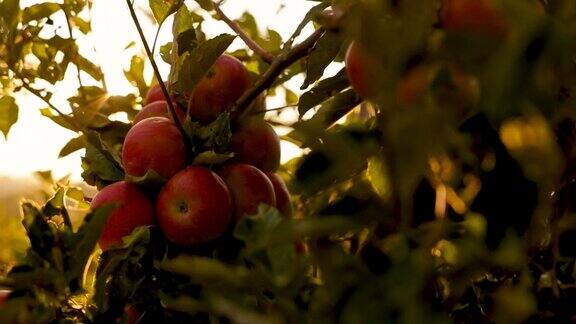 日落时分果园里种植的有机红苹果
