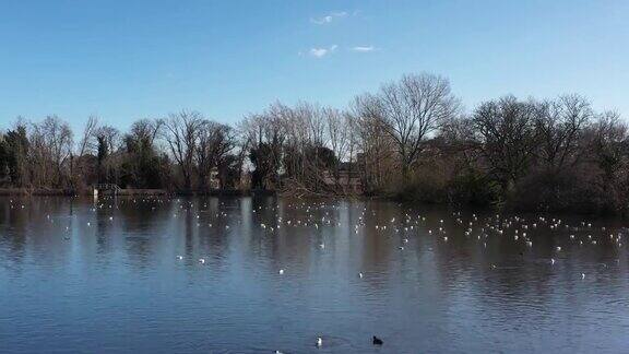 在伦敦东部的一个池塘里飞得很低