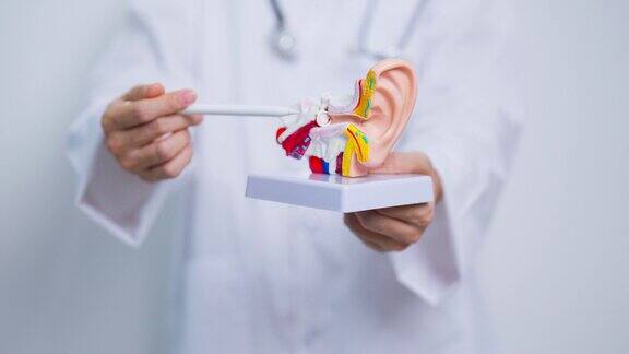 医生用人耳解剖模型耳部疾病闭锁中耳炎穿孔鼓膜梅尼埃综合征耳鼻喉科医生老化听力损失神经鞘瘤和健康