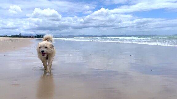 小狗在狗狗海滩的水域边奔跑