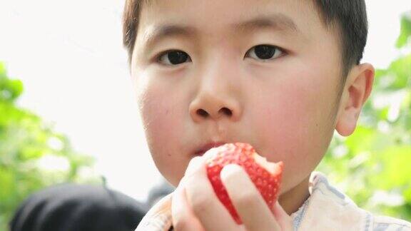 男孩在地里摘草莓
