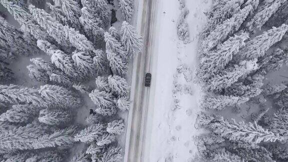 冬季空中旅行在积雪覆盖的松树林地在山上滑雪度假