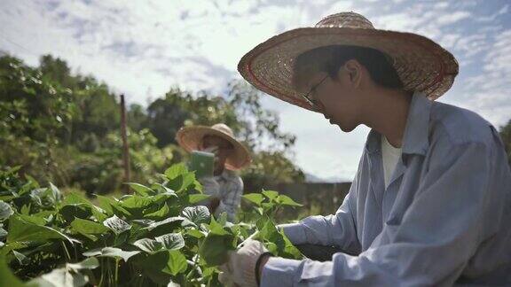 早上一名亚裔中国年轻人和他的父亲在有机农场里用电子平板电脑检查植物