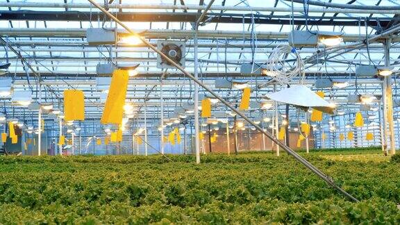 许多莴苣植物生长在一个大温室里4k