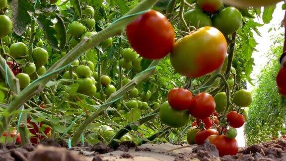 有机番茄种植