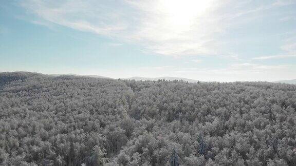 冬天的森林在雪地里被阳光的光芒照亮