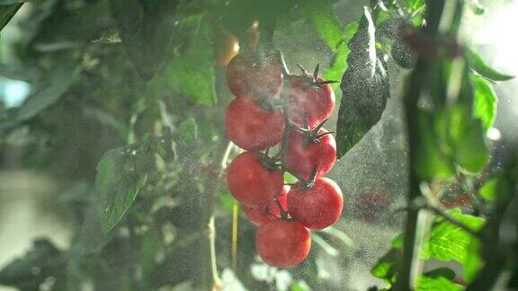 SLOMO在温室喷洒西红柿