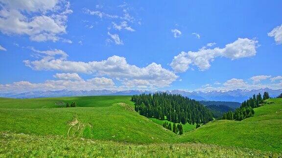 新疆草原夏季自然景观