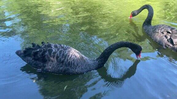 美丽的黑天鹅在阳光景观下畅游于湖中