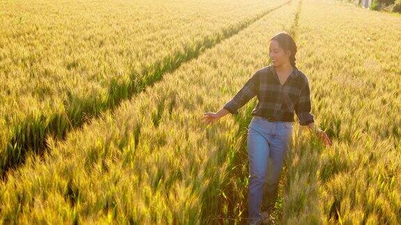 爱抚小麦作物的女农民
