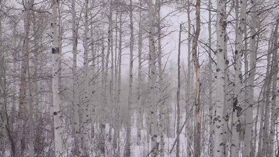 在怀俄明州大雪落在桦树前