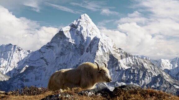 尼泊尔喜玛拉雅山脉的白牦牛背景是尼泊尔白雪覆盖的阿玛达布拉姆山珠峰大本营徒步旅行(EBC)替身拍摄4k