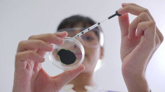 女性医学研究科学家将有色液体滴入皮氏培养皿
