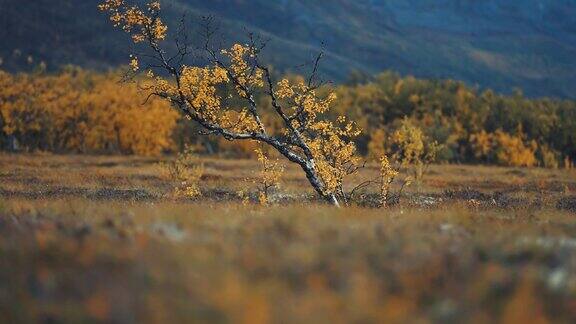 在秋天的苔原上一棵孤零零的白桦树枝干扭曲上面覆盖着嫩黄的叶子视差散景背景