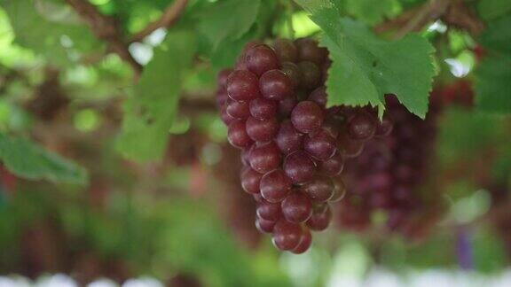 特写人的手拿着红葡萄串挂在葡萄藤在温室在一个葡萄园