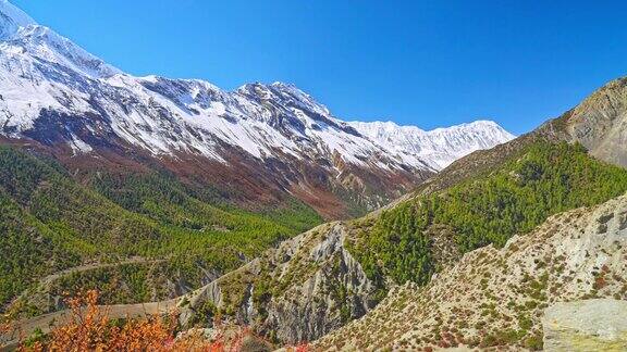 尼泊尔安纳普尔纳山脉的自然景观雪峰和茂密的树叶