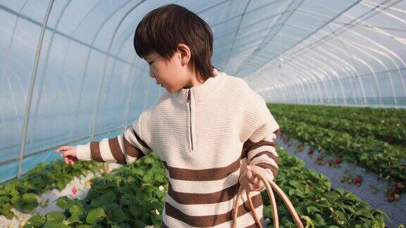 一个微笑的小男孩在种植园里摘草莓