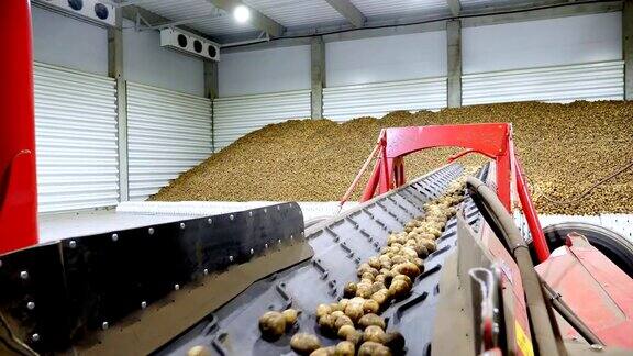 特写土豆在特殊的传送带上移动放入一个储藏室一个冬季储存的仓库土豆收获作物