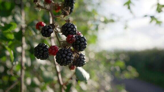 黑莓成熟了适合觅食