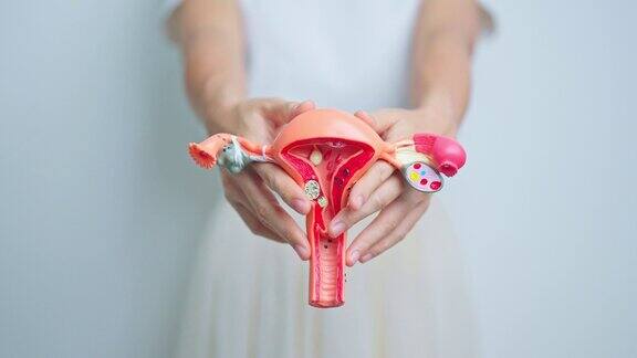手持子宫和卵巢模型的妇女卵巢癌、子宫颈癌、子宫内膜异位症、子宫切除术、子宫肌瘤、生殖、月经、胃、妊娠、性传播疾病