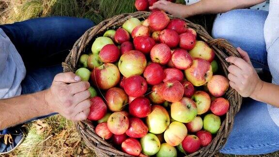 在苹果园里摘苹果