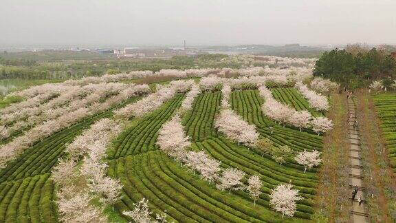 中国江西南昌凤凰沟风景名胜区的樱花