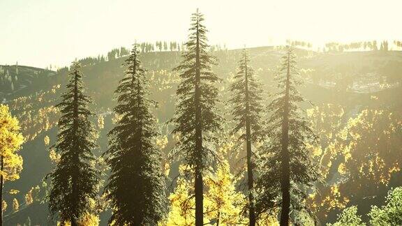 美丽的树林在高山和山火的烟雾在日落