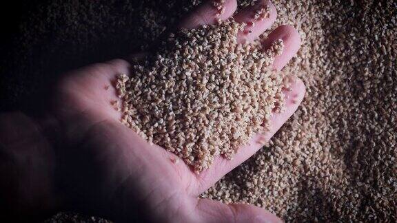 4k谷物背景人工采集小麦谷粒