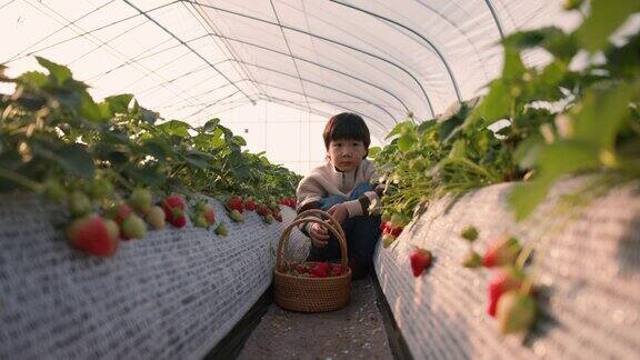 春天小男孩在草莓地里摘草莓