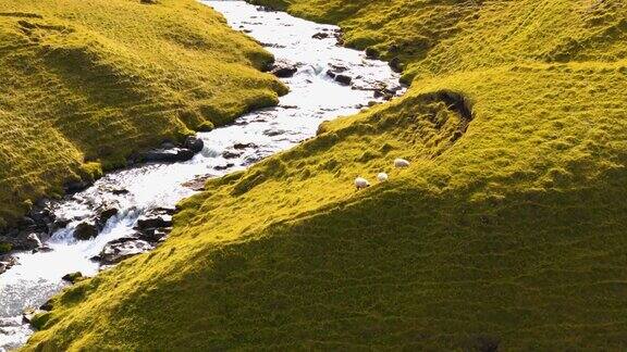 鸟瞰图日落时分羊群在冰岛的一条小溪旁吃绿草