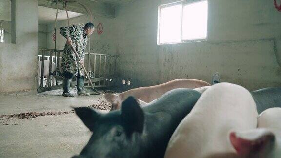 这个农民在养猪场工作