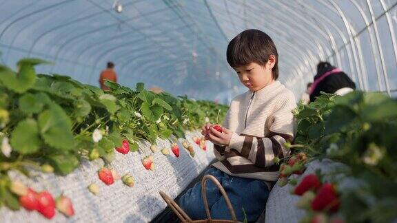 亚洲男孩在农场摘草莓