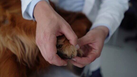 不认识的兽医正在检查金毛猎犬的牙齿和爪子