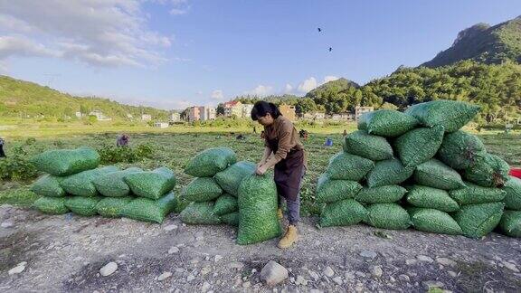 一位女农民在农场里包装青豆