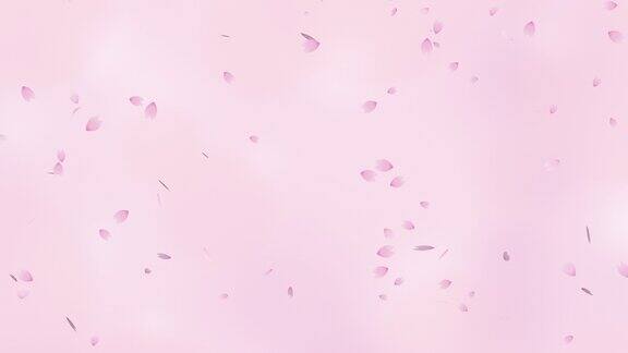 粉红色渐变背景上的樱花淋浴(无缝循环)