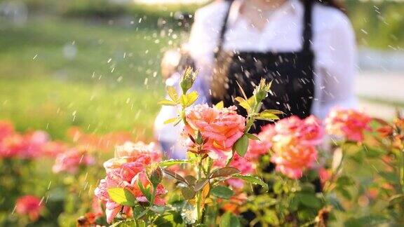 用洒水器浇灌花园花卉