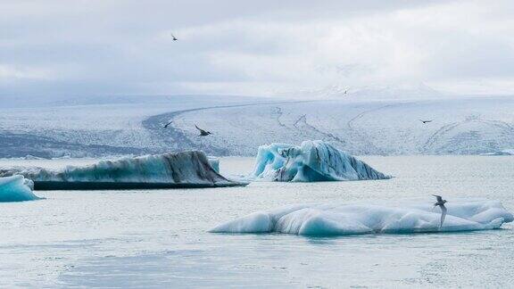 冰川湖上有冰山鸟儿飞过