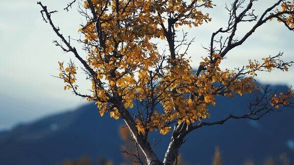 在秋天的苔原上白桦树扭曲的树枝上有黄色的叶子动态视差拍摄背景散景